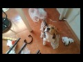 Бигль щенок(4МЕСЯЦА), остался дома. || Beagle puppy (4 months old), stayed at home.