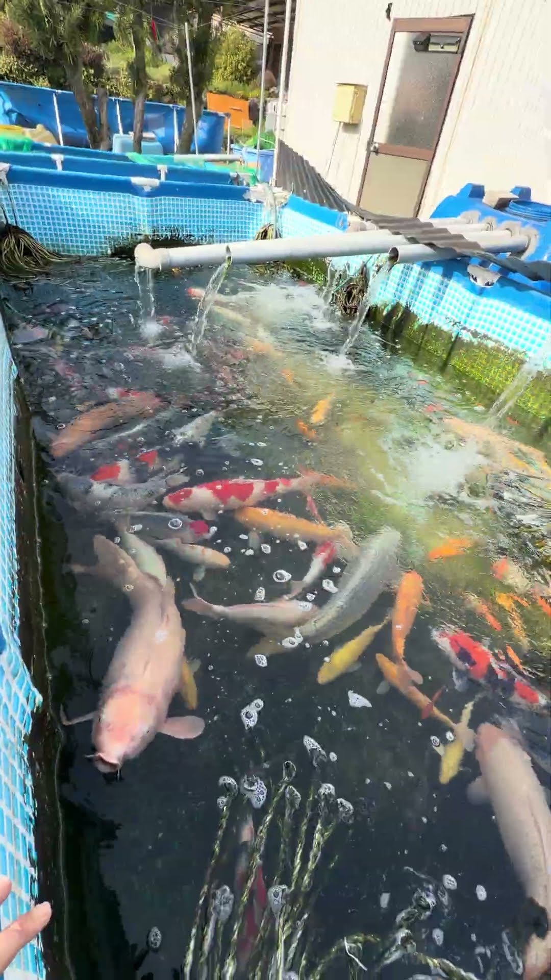 鯉の運搬に Q.金魚や錦鯉、中型熱帯魚をビニール袋で梱包＆輸送するときに、どこで