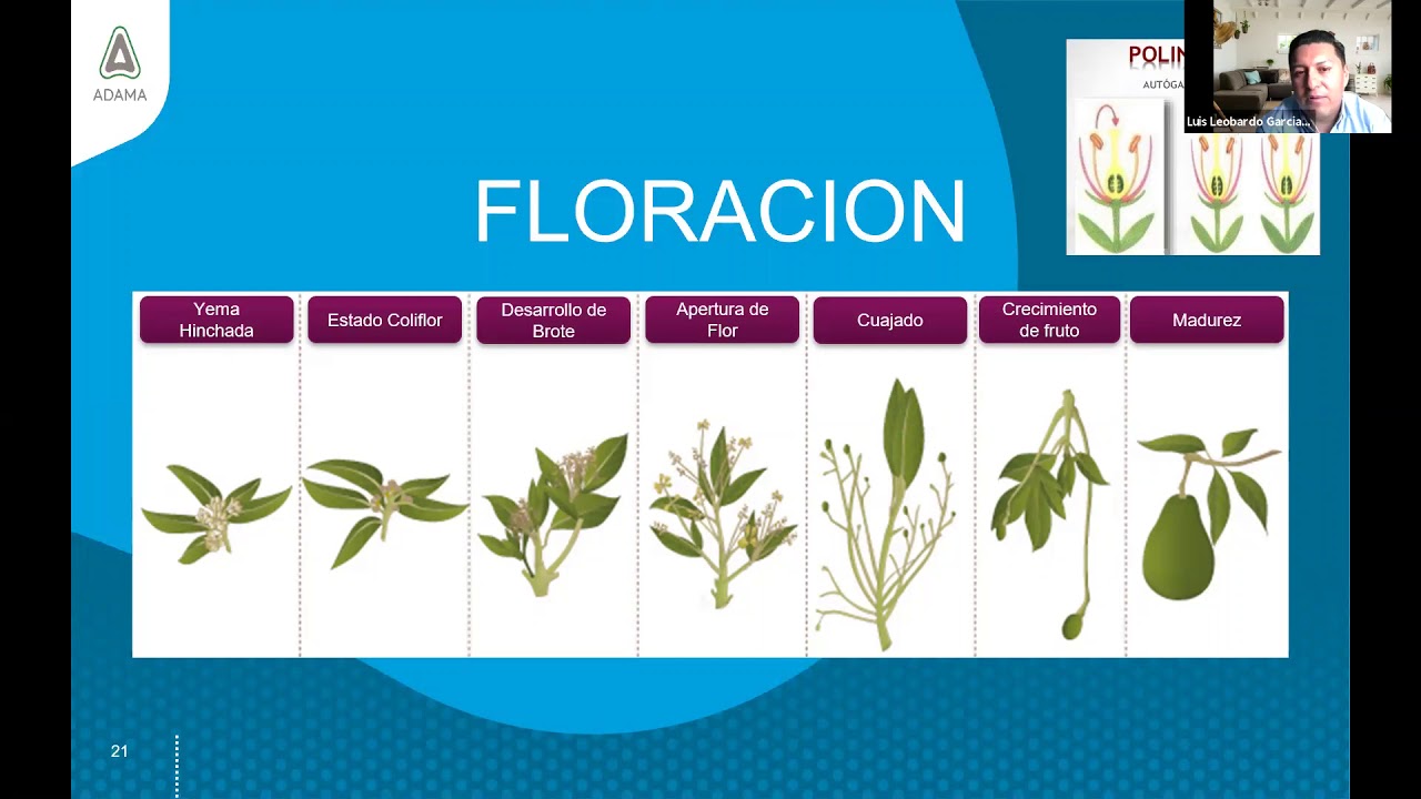 Manejo de Enfermedades y Plagas en el Cultivo de Aguacate