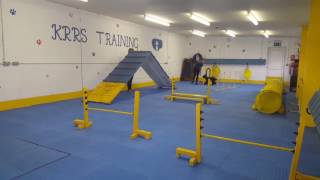 KRRs Training - Beginners Agility - Week 3