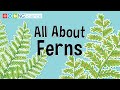 Ferns: Structure, Function, and Adaptations