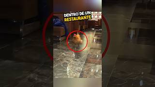 No Sabía Que Era Un Restaurante De Pollo ❤️