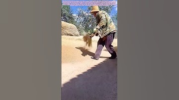 Winnowing the Harvest: How Wind and Motion Separate Grain from Chaff