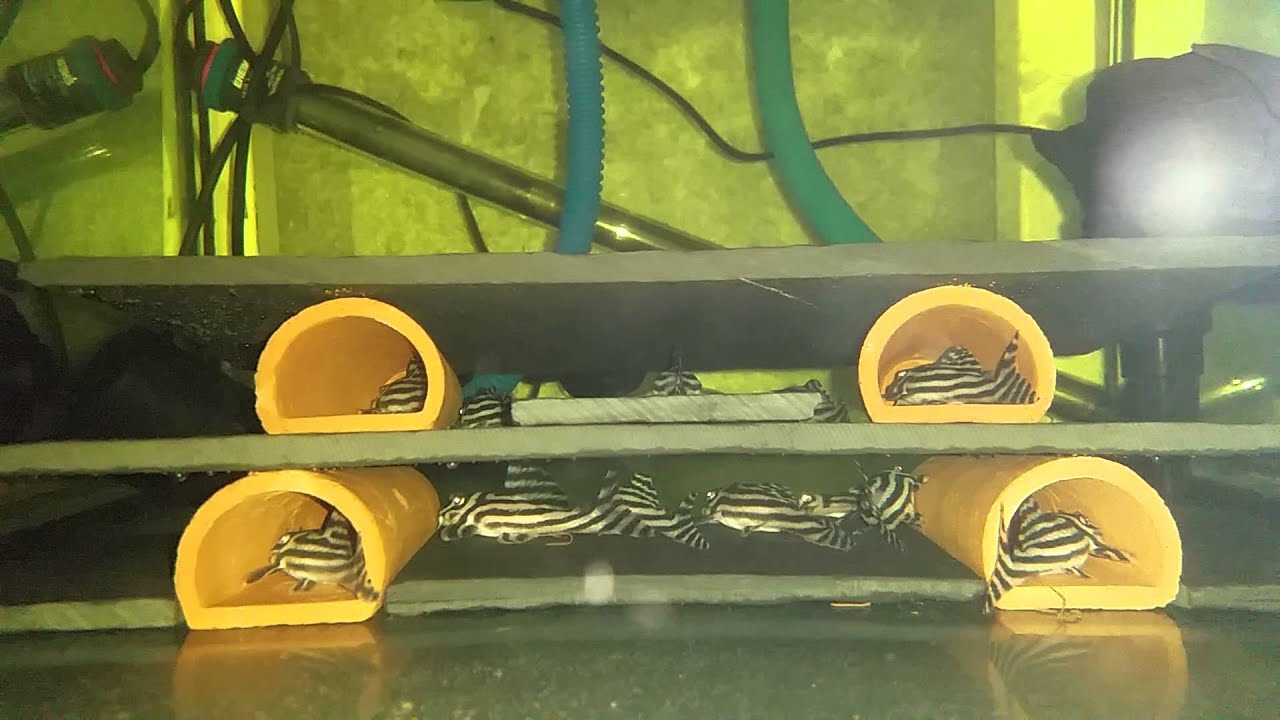 My L46 Zebra Pleco Tank YouTube my-l46-zebra-pleco-tank-youtube