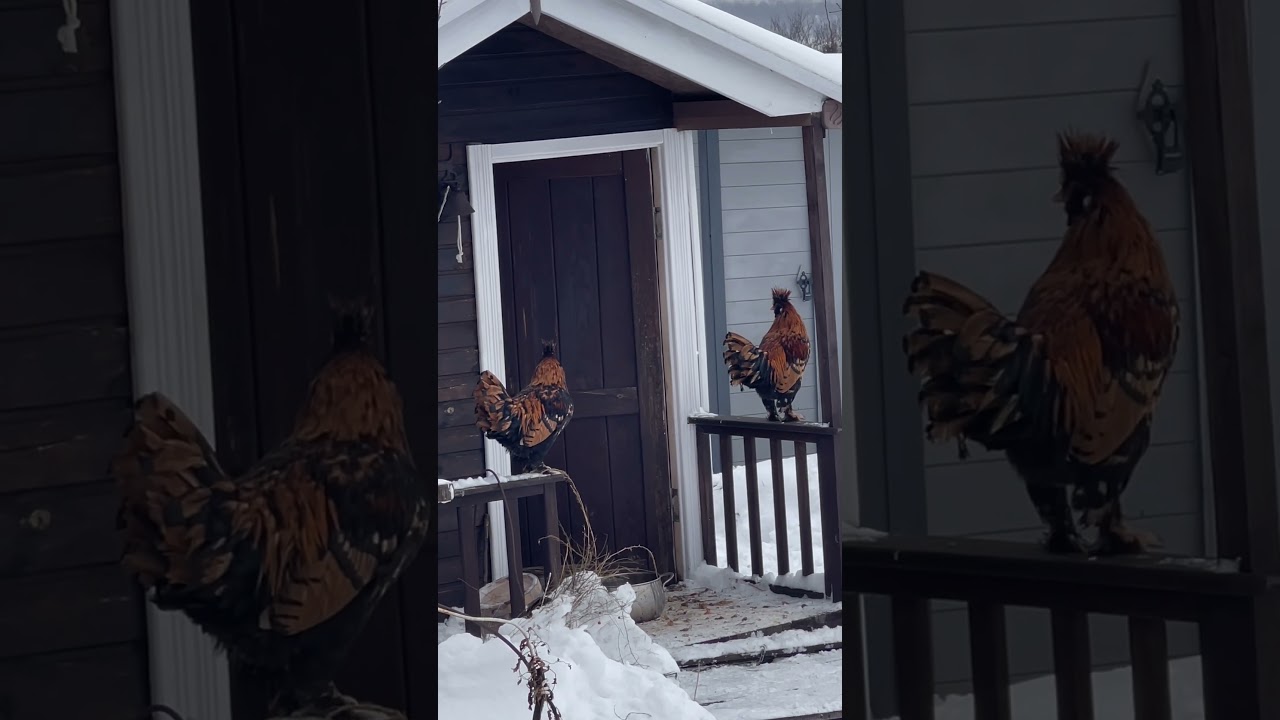 Павловский петух поёт (порода Павловский золотой)