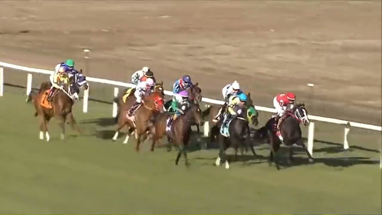 R9  Tampa Bay Downs 25 Feb 2026