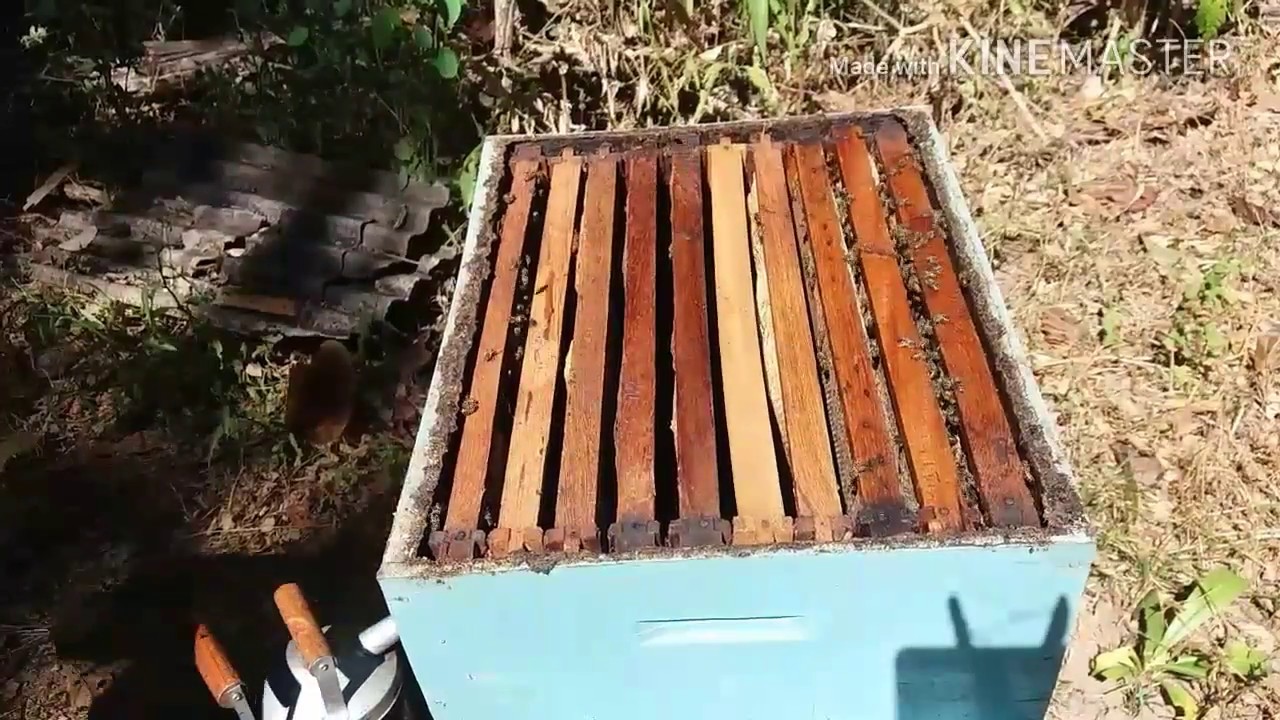 Colmeia Sem Abelha Rainha o que Fazer???