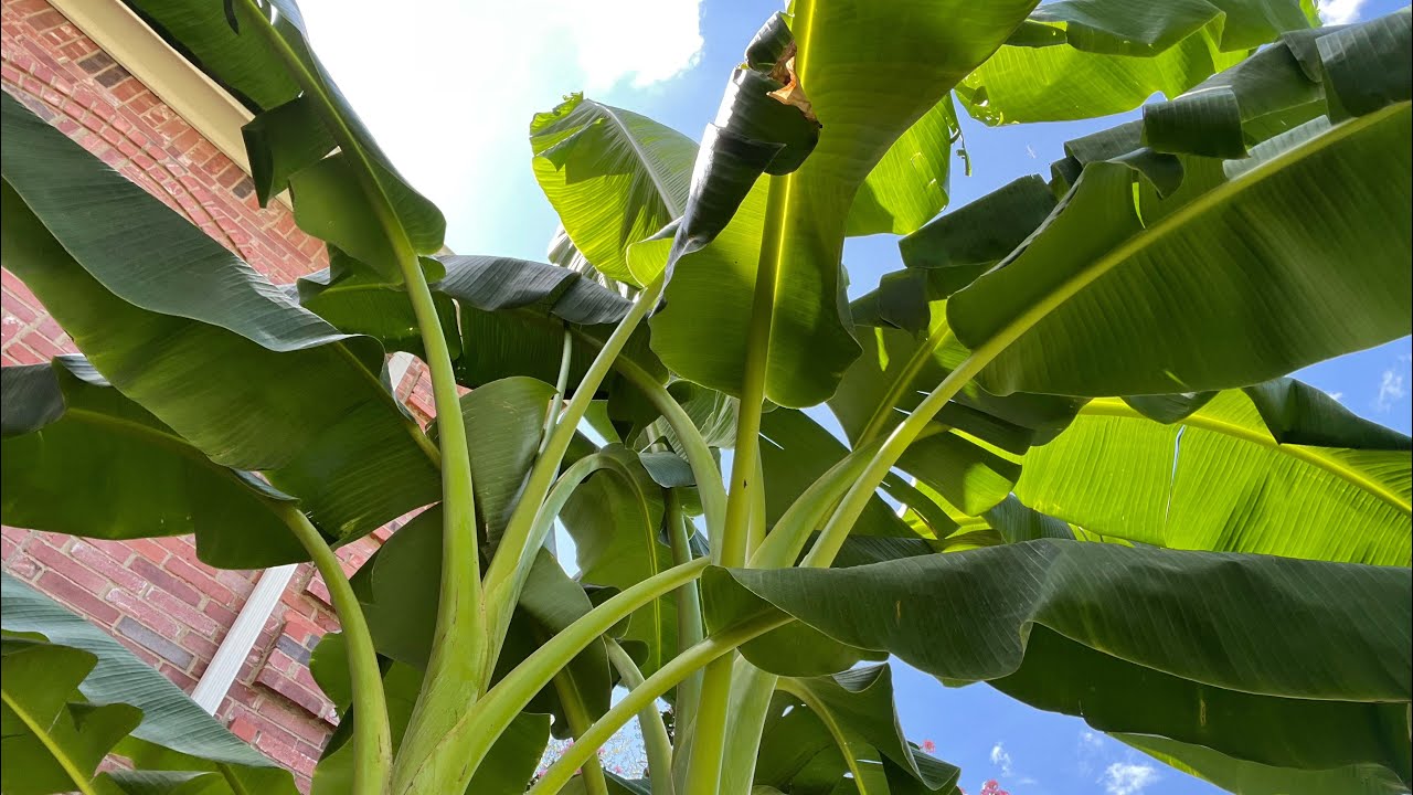 What’s the best way to overwinter banana plants for fruit? YouTube