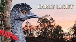Animal Search – Early Light with Emu, Wombat & Passing Birds screenshot 5