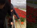 omg😱 butifull rose plant modern farming #shorts #farmer #trending #satisfying #amezing