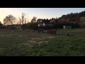 Slomo horses in the field