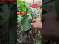 Kg10 Jamun Plant Available on vkjnursery #kg10jamun #kg10 #jamunplant #jamun