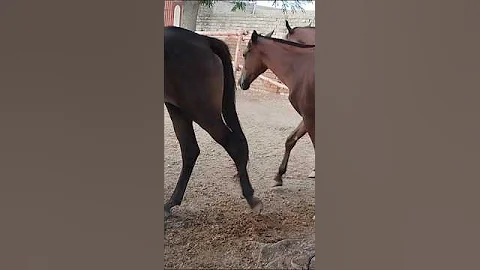 XXL XXL XXL XXL FREESTYLE 2024 |XXL 2025 | Xxwd5000xa | XXL XXL XXL XXL FREESTYLE