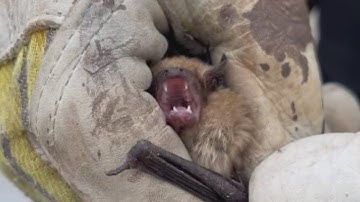 This family has a colony of bats living in their roof, but endangered status makes removal difficult