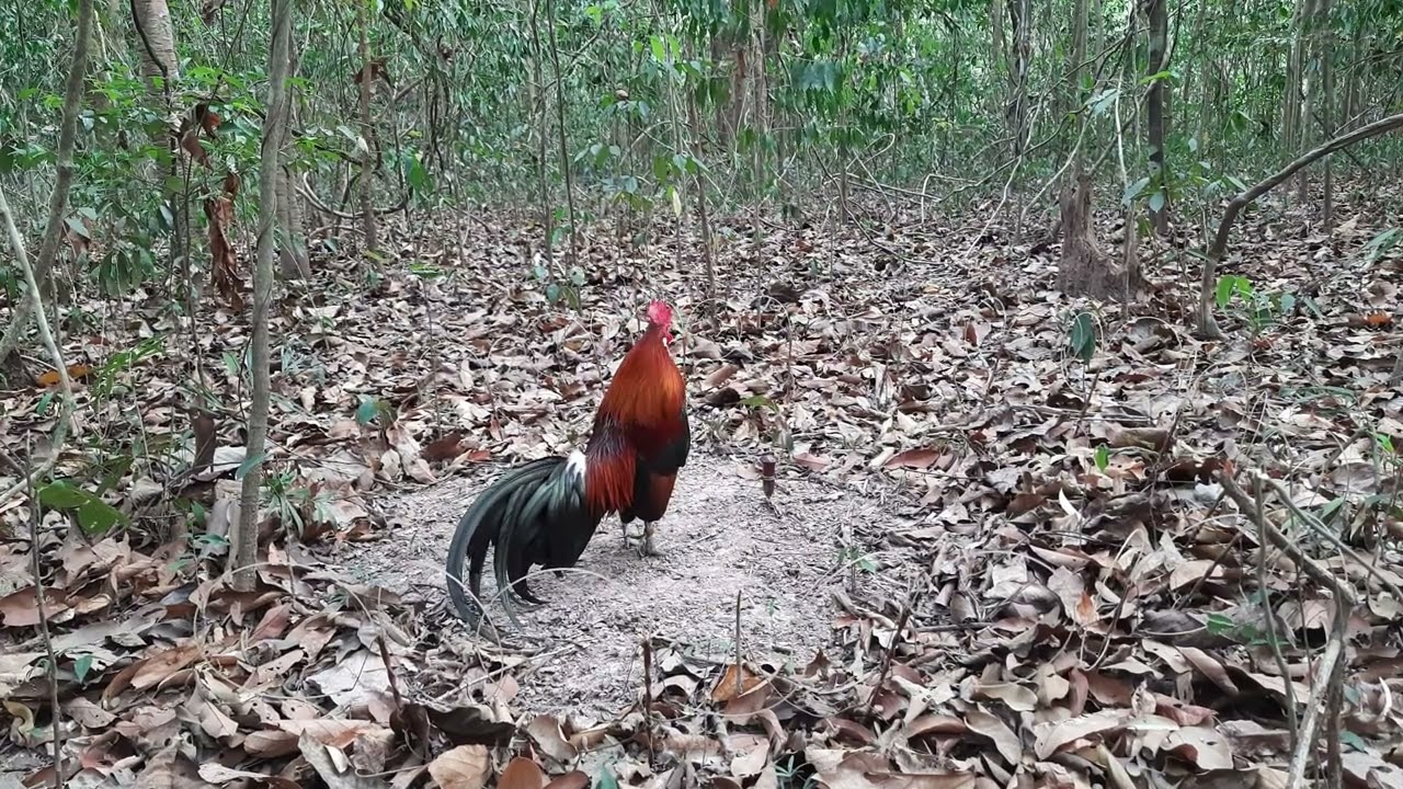 สารคดีไก่ต่อ ep.2