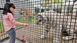 Yuk Kasih Makan Kucing Raksasa Harimau dan Makan Bersama Harimau di Kebun Binatang by harper apple 4,500 views 1 month ago 10 minutes, 4 seconds