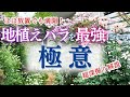 【ほぼ放置で爆咲き！】地植えバラを最強にする方法を徹底解説します