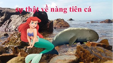 NÀNG TIÊN CÁ CÓ THẬT HAY KHÔNG? ĐÂY LÀ CÂU TRẢ LỜI
