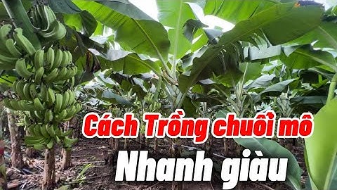 Cách chăm sóc cây chuối mô , để bán giá cao .