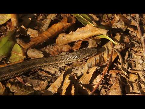 სახეებიანი მცურავი - Elaphe dione