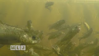 Atlantic Salmon Experiment on Lake Champlain