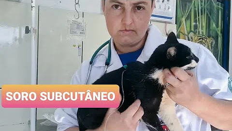 Como dar soro subcutâneo em gatos?