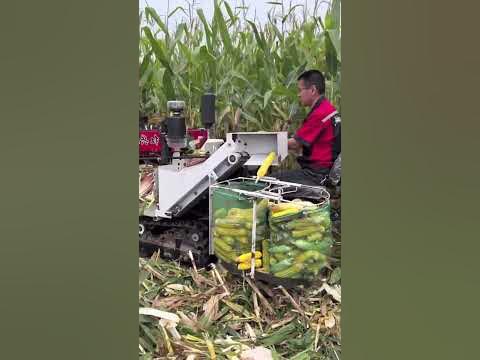 Corn Harvesting - Good Tools and Machinery Make the Job Easy - YouTube