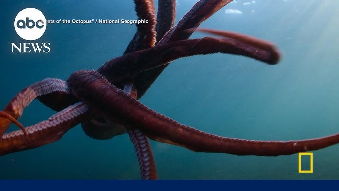 New Natgeo Docuseries Explores The Secrets Of The Octopus