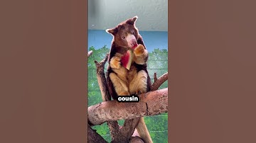 Scientists Rediscovered This Adorable Animal After 90 Years