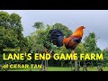 Welcome to LANE'S END GAME FARM OF CESAR TAN