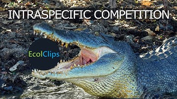 Intraspecific Competition | EcolClips