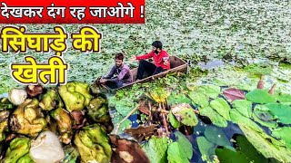 [266] गहरे पानी से सिंघाड़ा कैसे निकलता है? Singhara | water chestnut plant | farming India खेती