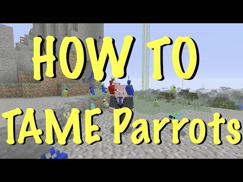 Video: How To Make A Parrot Tame