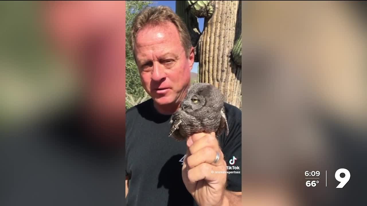 The story behind Tucson's most viral 'unbothered' elf owl