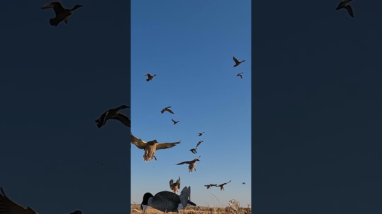 Hired To Hunt Duck Limits Huntongaro Cabela S Cabelas Hevishot Benelli Divebombindustries