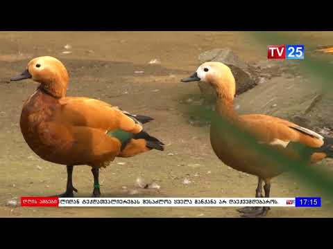 გედების ტბას ახალი დეკორატიული ბინადრები ყავს