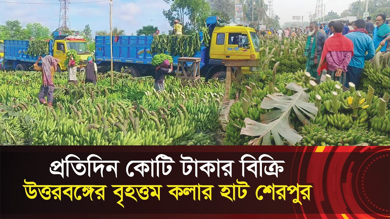 উত্তরবঙ্গের বৃহত্তম কলার হাট শেরপুর !! প্রতিদিন কোটি টাকার বিক্রি !! Largest Banana Market - Sherpur