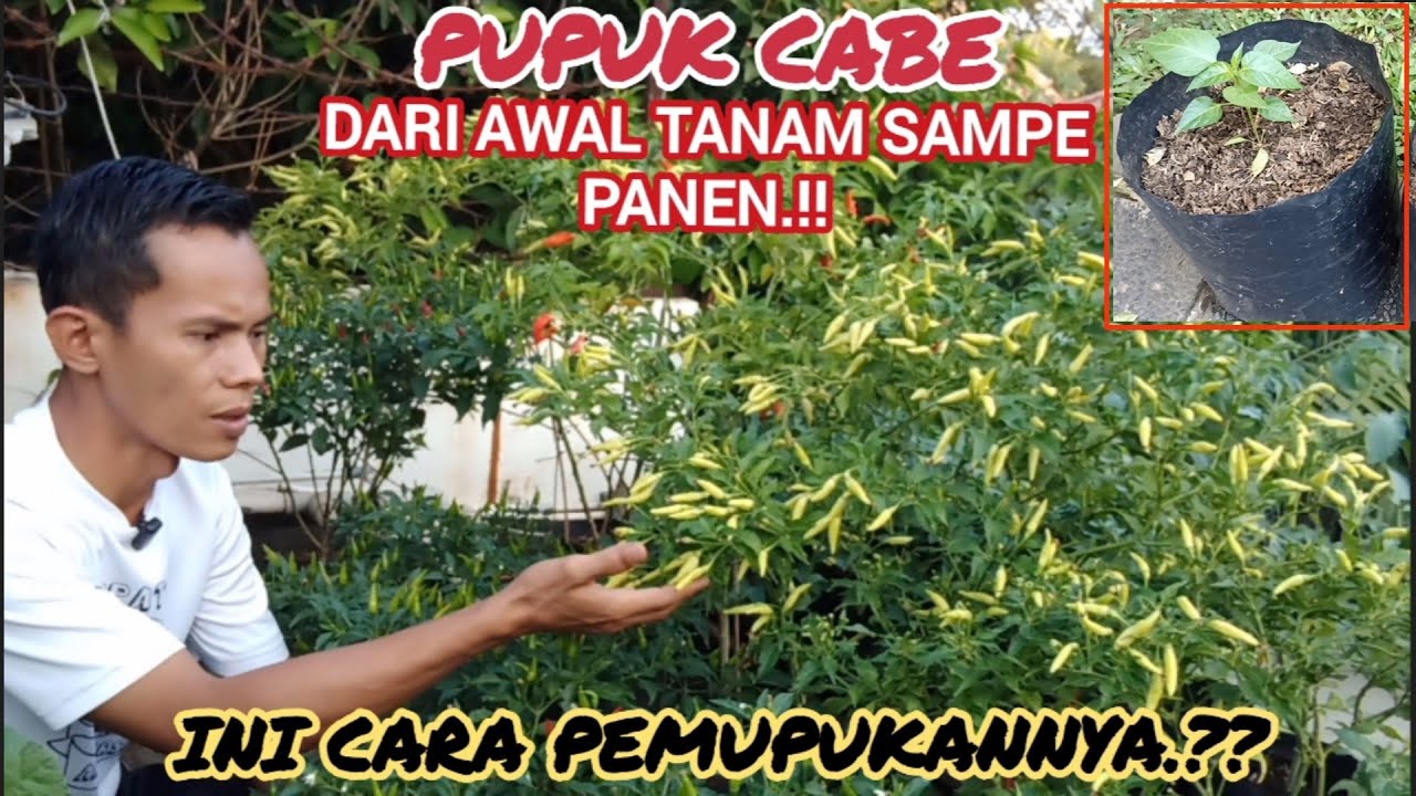 terbukti dengan 3 pupuk ini❗cabe berbuah lebat.dari awal tanam sampe penen.#cabe #petanicabe