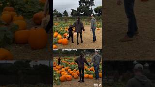 Harry And Meghan Bring Prince Archie & Princess Lilibet To Pumpkin Patch Harry Carves Pumpkin