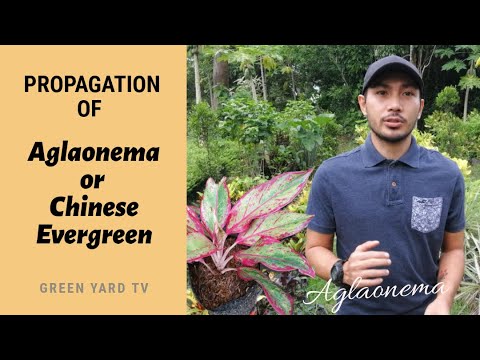 COMMENT Propager AGLAONEMA
