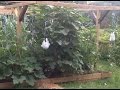 Mittleider Gardening: How to Grow Lage Mellons Verticaly