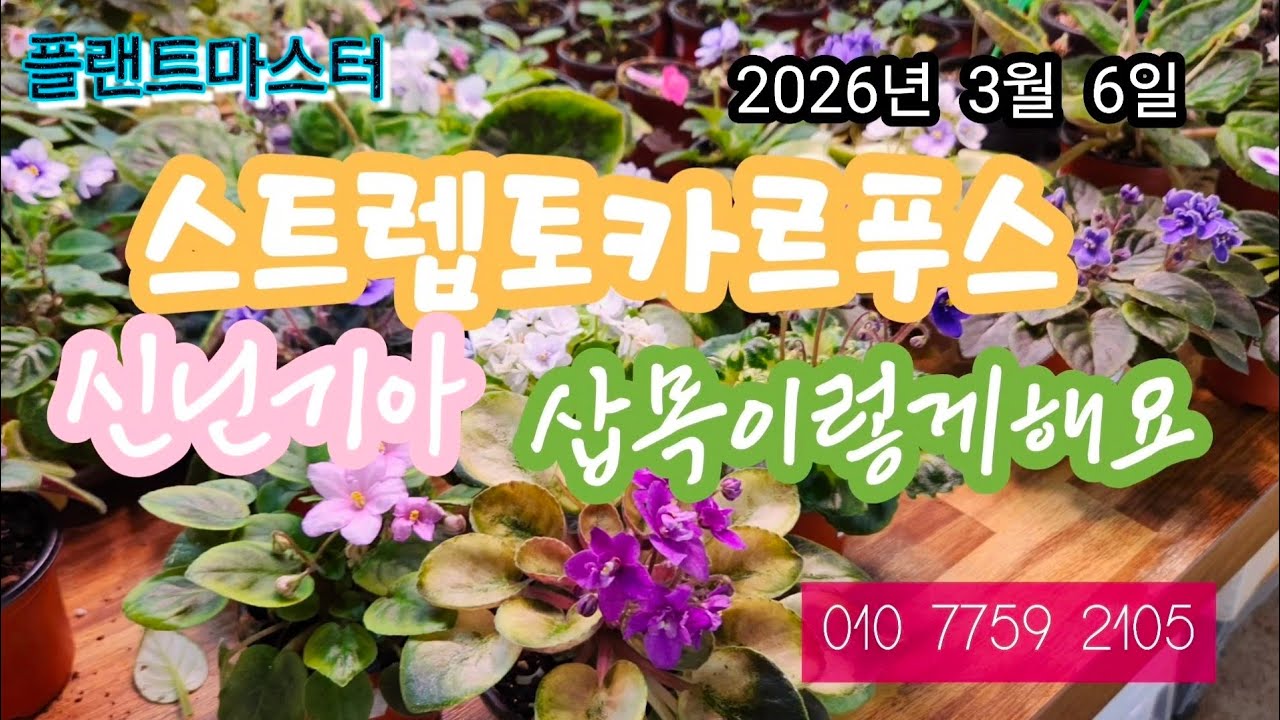 스트렙토카르푸스  신닌기아  삽목해서  개수늘이기 2026년 3월 6일