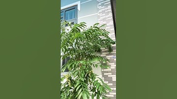 Cây cóc siêu trái #shorts