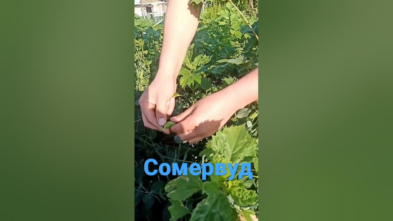 горох Сомервуд - YouTube