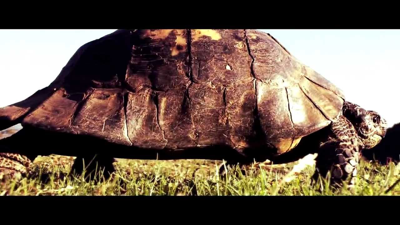 An Orange End - Baby on Board (upcoming album - teaser)