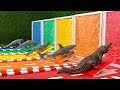 Aprende Nombres Y Sonidos De Animales Marinos Con Colores Cocodrilo Tiburón León Marino Delfín 