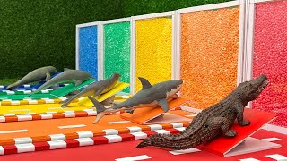 Aprende Nombres y Sonidos de Animales Marinos con Colores  Cocodrilo, Tiburón, León Marino, Delfín