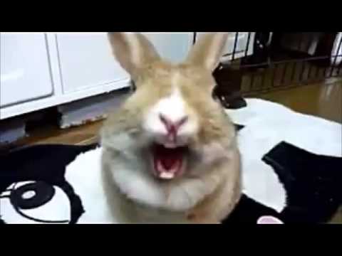 quel est animal qui hurle