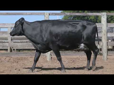 LOTE 42 2324