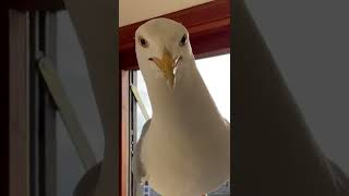 My Pet Seagull Comes All The Way Inside